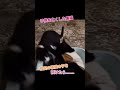 自分の子供を亡くした黒猫の母猫が、新しく引き取られたオレンジ色の子猫を家族として迎え入れる、SNSで話題になった感動的な動画の一場面です。
