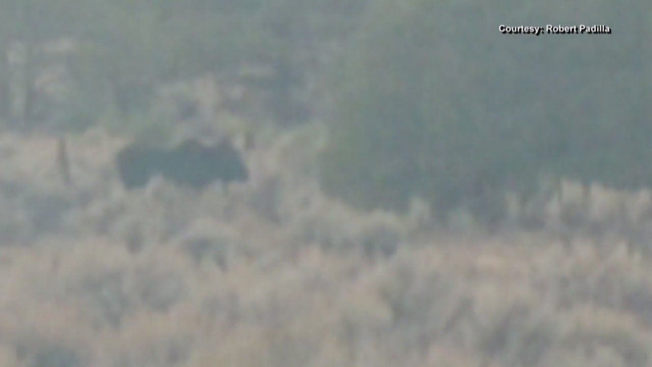 Rare moose sighting surprises New Mexico family YouTube