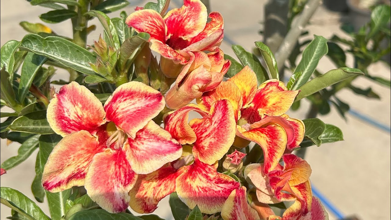 Ep.184 แอดไลน์ ID.line 6110bbb สนใจติดต่อโทร 093-162-6110 ชวนชมน้องของขวัญ