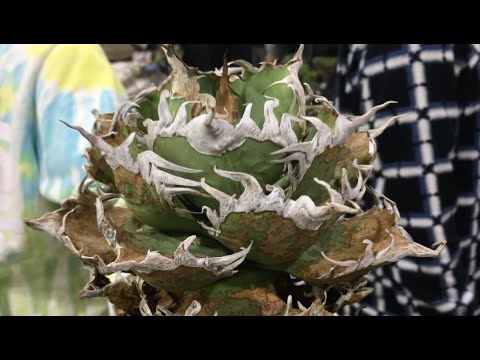 巨大アガベ　引き取り限定 巨大アガベ 引き取り限定