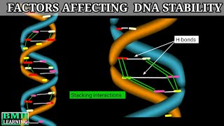 Factors Affecting DNA Stability | Stability Of DNA | DNA Denaturation | Profile