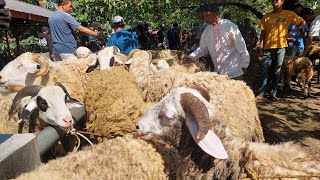 MULAI MASUK DOMBA JUMBO PASAR KLIWON TEMANGGUNG 🔥🔥🔥