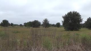 Detailed A Walk to Find Fall Colors in Florida and Mellow Minute #143 Profile