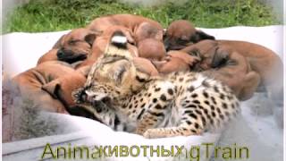 видео Путешествуйте с нами!