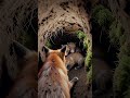 🦊 FIRST EVER POV: Red Fox Discovers Her Newborn Cubs in Secret Underground Den! 🐾