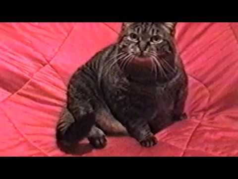 ☺-afv-part-345---cats-are-cool-(funny-clips-fail-montage-compilation)