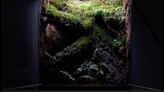 Making a 90cm Moss. Terrarium by 회색벌레 GreyWorm 14,415 views 1 year ago 6 minutes, 53 seconds