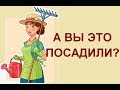 Советую вам это посадить у себя в огороде