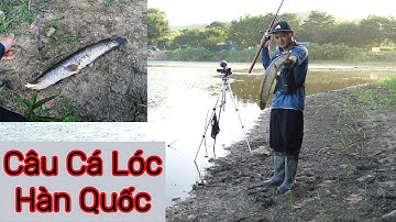 Câu Cá Lóc Ở Hàn Quốc  snakehead fishing in Korea