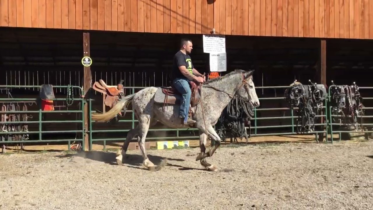 Sold 882- 15yr old 15HH Appaloosa mare $1250 Deadline 3/17/25