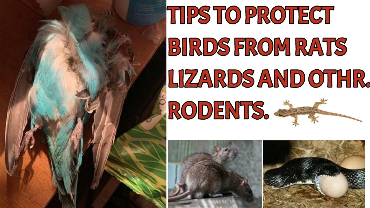Top 3 tips to protect budgies/ Finches from Rats and rodents. YouTube