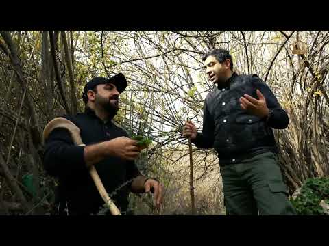 جولة في غابات عجلون وخيراتها وطبيعتها الساحرة مع حازم رحاحلة وضيفه سامر فريحات