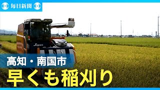 高知で早くも稲刈り