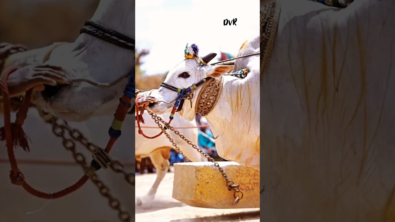 DVR😱MEMORIAL BULL 🐂 DHEERA 