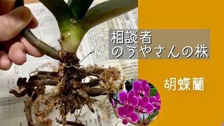 2021年4月26日　④【のうやさんの株】　3年目の胡蝶蘭　Ｃ株の処理　根腐れ　殺菌消毒　満天紅の花と子株