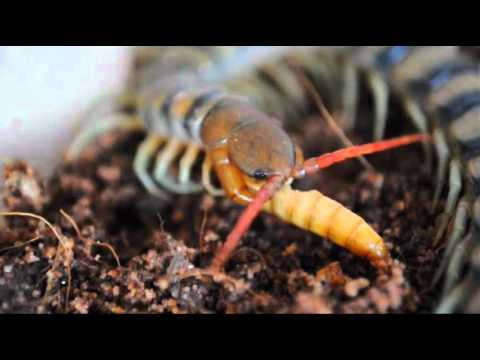 australian centipedes feeding on meal worms brutal australian centipedes feeding on meal worms brutal