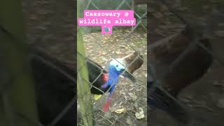 Cassowary bird
