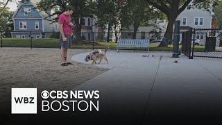 Jamaica Plain Gets Its First Official Dog Park At Flaherty Playground