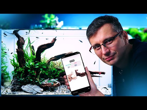 Video: Suosittu Home Aquarium Fish: Tetras