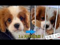 【総集編】生後2ヵ月キャバリアの子犬の1ヵ月間を総まとめ！【Cavalier puppy】