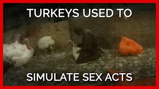 Turkeys Used to Simulate Sex Acts at ‘Humane’ Farms Supplying Top Grocers