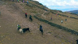 QARADA DE TORO EN PANTACHI SUR - YAULI - HUANCAVELICA   2021 ✅