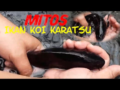 CARA MENCERAHKAN WARNA IKAN KOI DENGAN CEPAT DAN MUDAH#TUTORIALMENCERAHKANWARNAIKANKOI#KOICERAH#