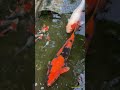 Little Edo: Hikawa Shrine and Time Bell Tower (Toki no Kane) 「小江戸、川越」