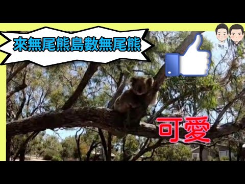 Raymond Island無尾熊島看無尾熊🐨 | Cecil與Josh