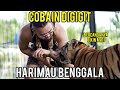 TANGAN AUDREY MASUK MULUT HARIMAU BENGGALA!! FIRST ENCOUNTER!