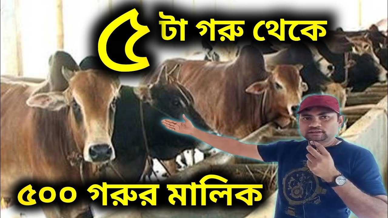 ৫ টা গরু থেকে ৫০০ গরুর মালিক | সাফল্যের গল্প | গরু পালন ব্যবসার সফল উদ্যোক্তা