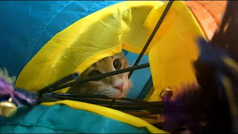 Video 10756251: norwegian forest cat kittens, cat old