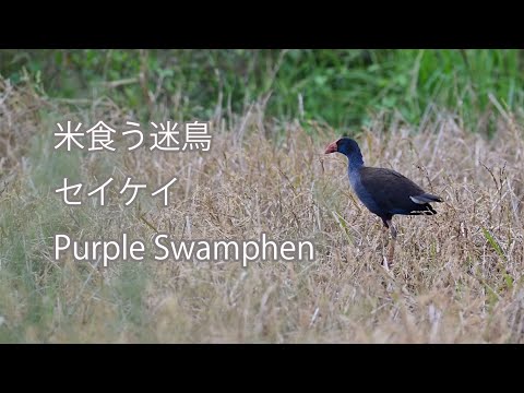 【米食う迷鳥】セイケイ Purple Swamphen