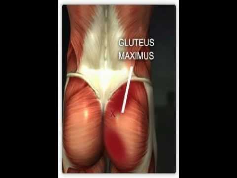 Bigger Butt! Great Legs! Exercises for Ladies to Tone Up!