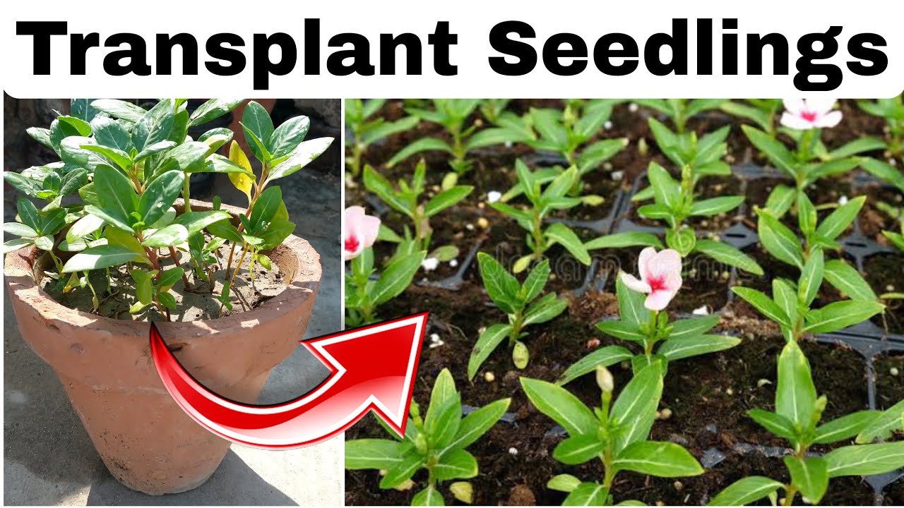 Transplanting Flower Seedlings Flower Seedlings Care Vinca Plant