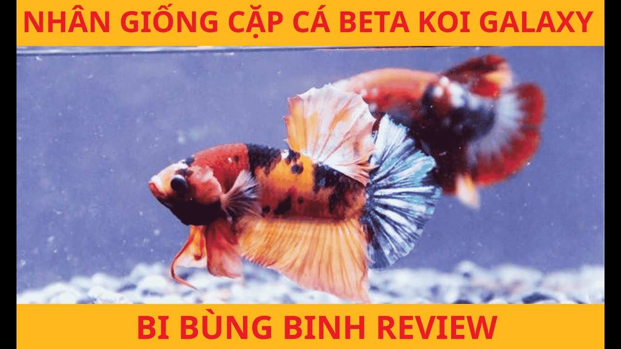 Review CÁ BETTA KOI GALAXY Nhân Giống Cặp - Có Đáng Đầu Tư Hay Không ? P1 - Bi bùng binh review.
