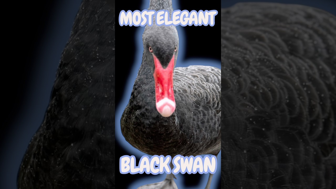 ЧЕРНЫЕ ЛЕБЕДИ — самые элегантные из всех птиц и могут стать отличными домашними животными. 