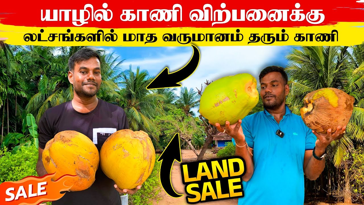 லட்சங்களில் மாத வருமானம் தரும் காணி விற்பனைக்கு | Thanuran Vlogs