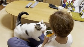 「なぁ海苔ちょうだい」お母さんに言い寄る猫