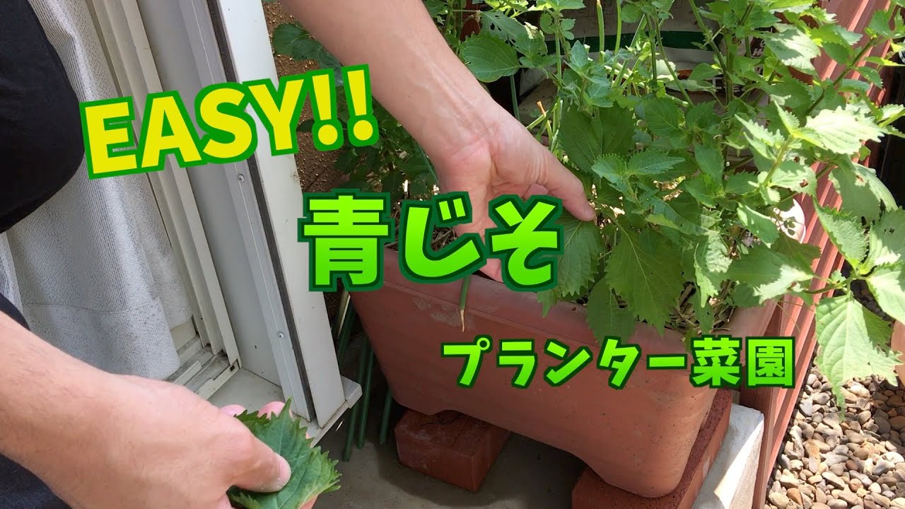 プランター菜園 青じそ Youtube