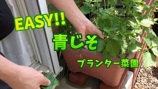 【プランター菜園】 青じそ