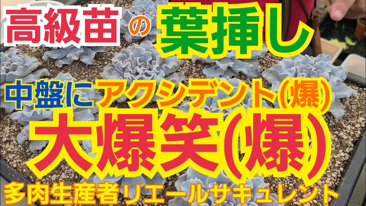 多肉植物】【ガーデニング】👑高級苗👑の葉挿し‼️中盤にアクシデント