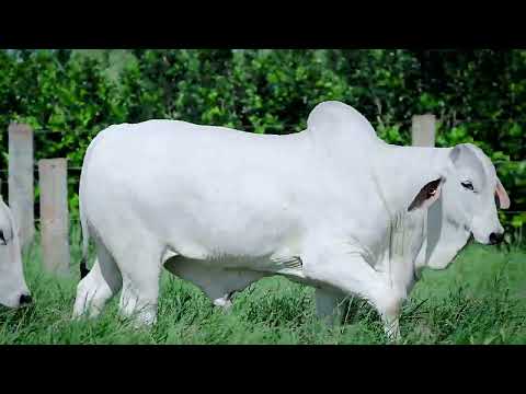 LOTE 15 - REMP 1284 - 6º LEILÃO TERRA BRAVA & GENÉTICA ADITIVA