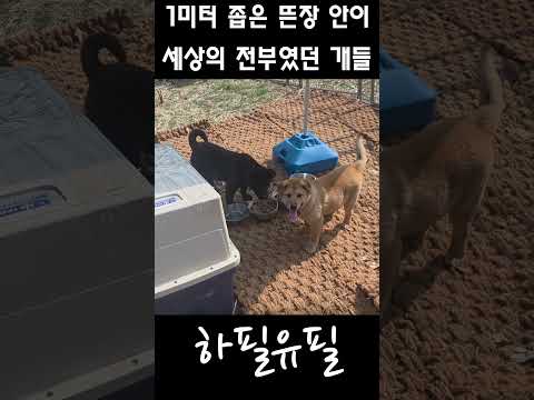 가로세로1미터 좁은 뜬장이 세상의 전부였던 개들의 변화
