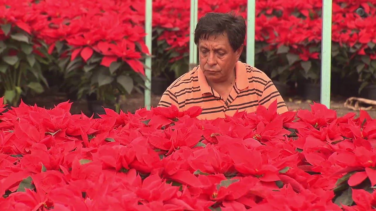 Itinerario - Nochebuenas en Xochimilco