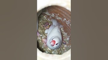 my mini zoo java sparrow breeding progress hot 🔥 days #youtube #subscribe #java #viral