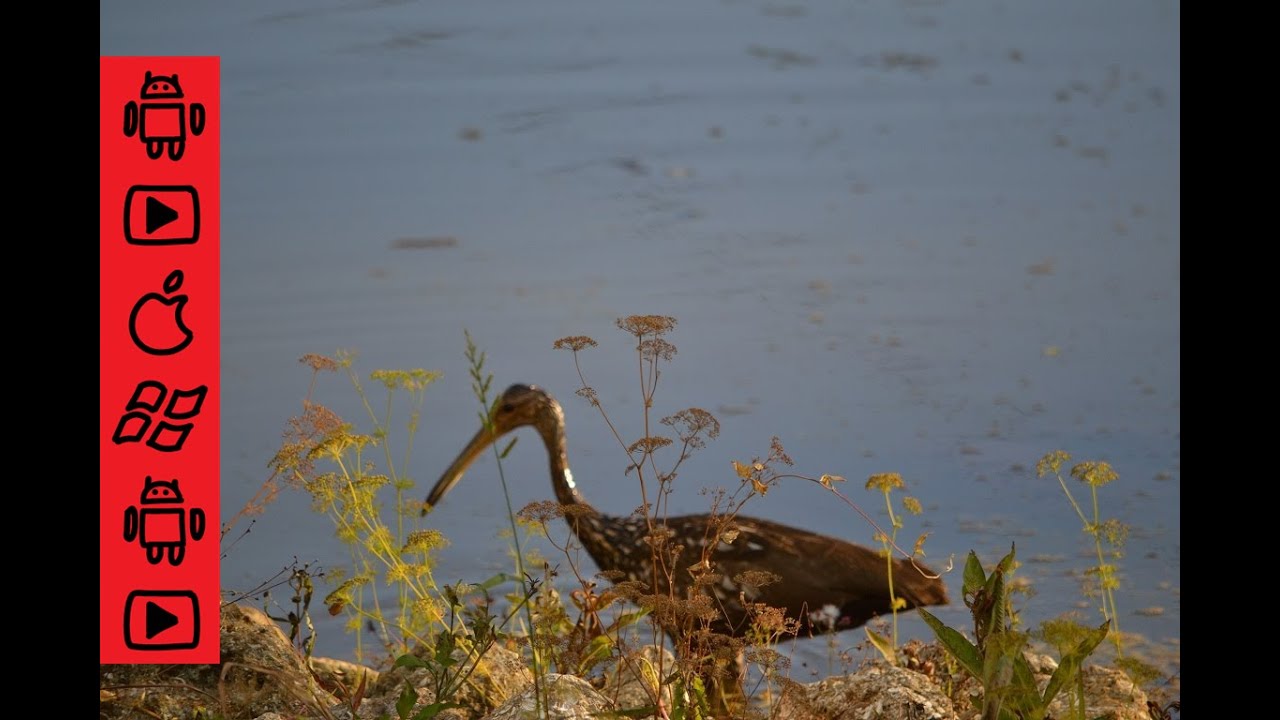 Limpkin (Aramus guarauna ) aka Crying Bird feeding its babies an Apple