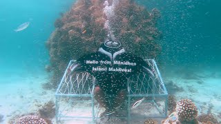 Milaidhoo Island - Maldives COVID Message