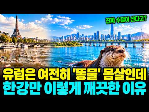 한강 수달 27마리가 돌아왔다… 50년 전 ‘죽음의 강’을 되살린 서울의 선택