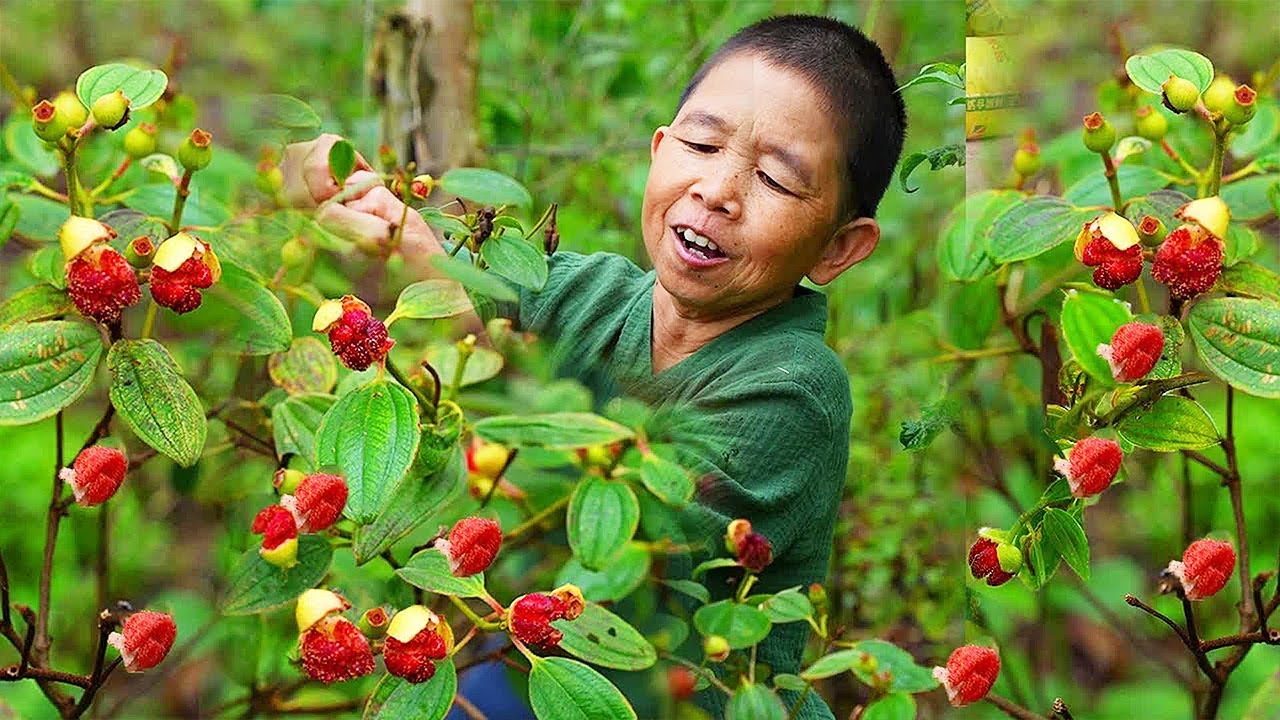 雨后的山林,红红的毛稔果漫山遍野。还是小时候不变的酸酸甜甜,炒个辣子鸡,酸辣香甜 - YouTube